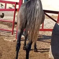 واگذاری دربست باشگاه سوارکاری