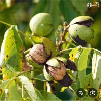 *تکان دادن گردو *
