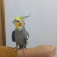 یه جفت عروس هلندی نر و ماده|پرنده|باسمنج, |دیوار