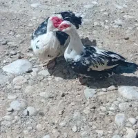 اردک چینی