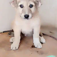 سگ افغان|سگ|جیرفت, |دیوار