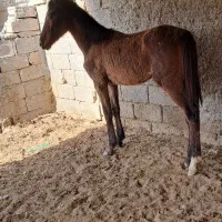 کوره مادیون|اسب و تجهیزات اسب‌سواری|بوشهر, |دیوار