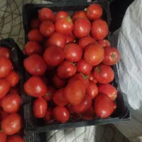 گوجه|خوردنی و آشامیدنی|مرودشت, استادیوم|دیوار