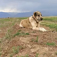 سگ افغان|سگ|هیر, |دیوار