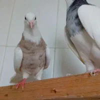 طوقی نر ماده  شهریار استم