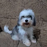 سگ خانگی اپارتمان|سگ|لاهیجان, کوی زمانی|دیوار