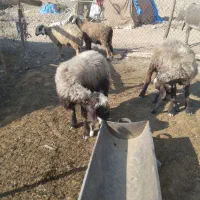 میش بره دار|حیوانات مزرعه|مرودشت, رامجرد یک|دیوار