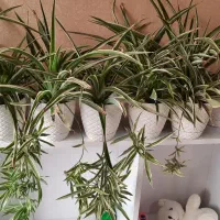 گندمی|گل مصنوعی|کرج, گوهردشت|دیوار