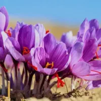 با این کود از هر هکتار ۲۰ کیلو زعفران برداشت کن