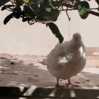 ماده کفتر کینگ