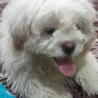 سگ خانگی پاکوتاه|سگ|ارومیه, |دیوار