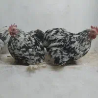 جوجه تزینی|حیوانات مزرعه|خمینیشهر, |دیوار