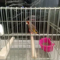 سهره کرمونی دورگ جوجه بهاره|پرنده|مشهد, زیرکن|دیوار