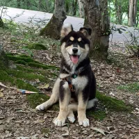 سگ ژرمن میکس|سگ|شهریار, شهرک شاهد|دیوار