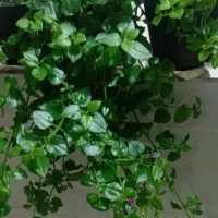 گل خونه گوچک  ۵۰تو ۱۰۰ت|گل و گیاه طبیعی|بجنورد, |دیوار