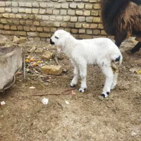 میش زاییده|حیوانات مزرعه|تربت‌حیدریه, منظر|دیوار