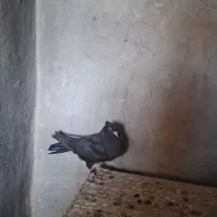 کبوتر زاغ ابادانی|پرنده|ماهیدشت, |دیوار