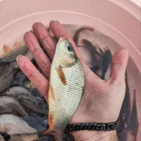 ماهی نژاد دار پرورشی