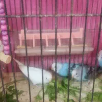 مرغ عشق|پرنده|اصفهان, بهارستان|دیوار