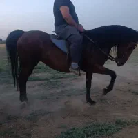 اسب|اسب و تجهیزات اسب‌سواری|میاندوآب, |دیوار