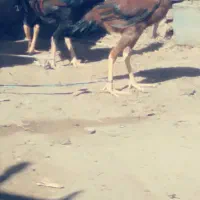 خروس لاری|حیوانات مزرعه|هامون, |دیوار