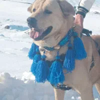 دزدیده شوده|حیوانات|انزل, |دیوار