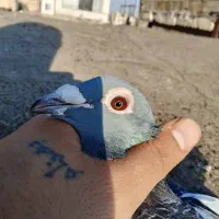 اردن مسافتی پلاکی|پرنده|چناران, |دیوار