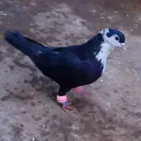 نر کرواتی کاکلی(ریش کاکلی)عطیقه