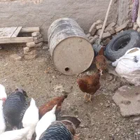 سه‌عدد‌فریح