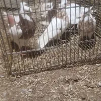 تعدادی‌کفترتهرانی‌و۳تادم‌سفید‌و۶تاطوقی