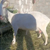 بز سانن شیرا