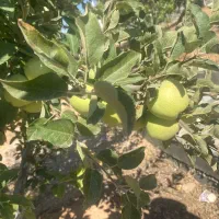 فروش زمین ۱۰۰۰ متر با آب،دیوار، نگهبانی، کودیان