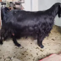 بز گوسفند