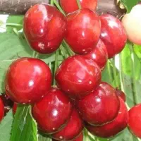 نهال گیلاس و البالو وسایر نهالها