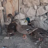 اردک کوهی کله سبز