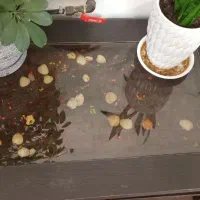 میز و گل میز