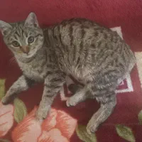 واگذاری رایگان گربه