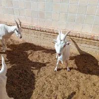 فروش بز سانن ومیش اسفریزین ومیش رومانف اسب وسگ|حیوانات مزرعه|اردکان, |دیوار