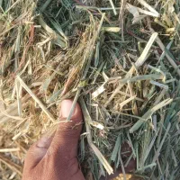 کاه بسته بندی گندم والم|لوازم جانبی حیوانات|مرودشت, بیست متری بیمارستان|دیوار