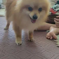 سگ پامر|سگ|مبارکه, |دیوار