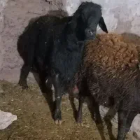 سلام یک راس قوچ قره قزل اصل دودندان