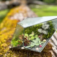 گل و گیاه تراریوم .