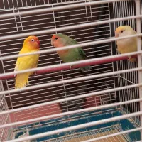 طوطی برزیلی|پرنده|آبیک, |دیوار