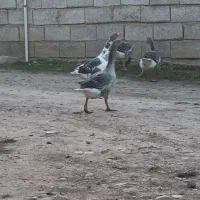 غازمحلی|حیوانات مزرعه|آق قلا, |دیوار