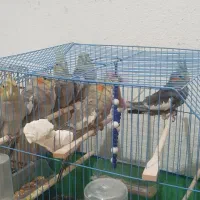 طوطی عروس جوجه رام