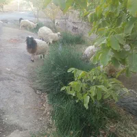 حیوانات مزرعه