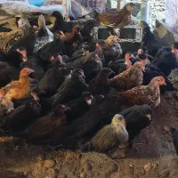 جوجه محلی اصل اصل سعداباد