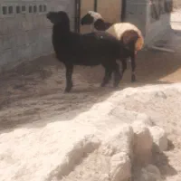 فروش غوچ اطراف بندرلنگه