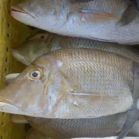 ماهی و میگو صید روز ارسال به همه نقاط|خوردنی و آشامیدنی|شیراز, ستارخان|دیوار