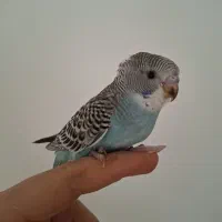 جوجه مرغ عشق